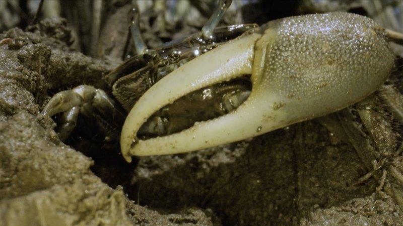 Fiddler crabs are migrating north to cooler waters